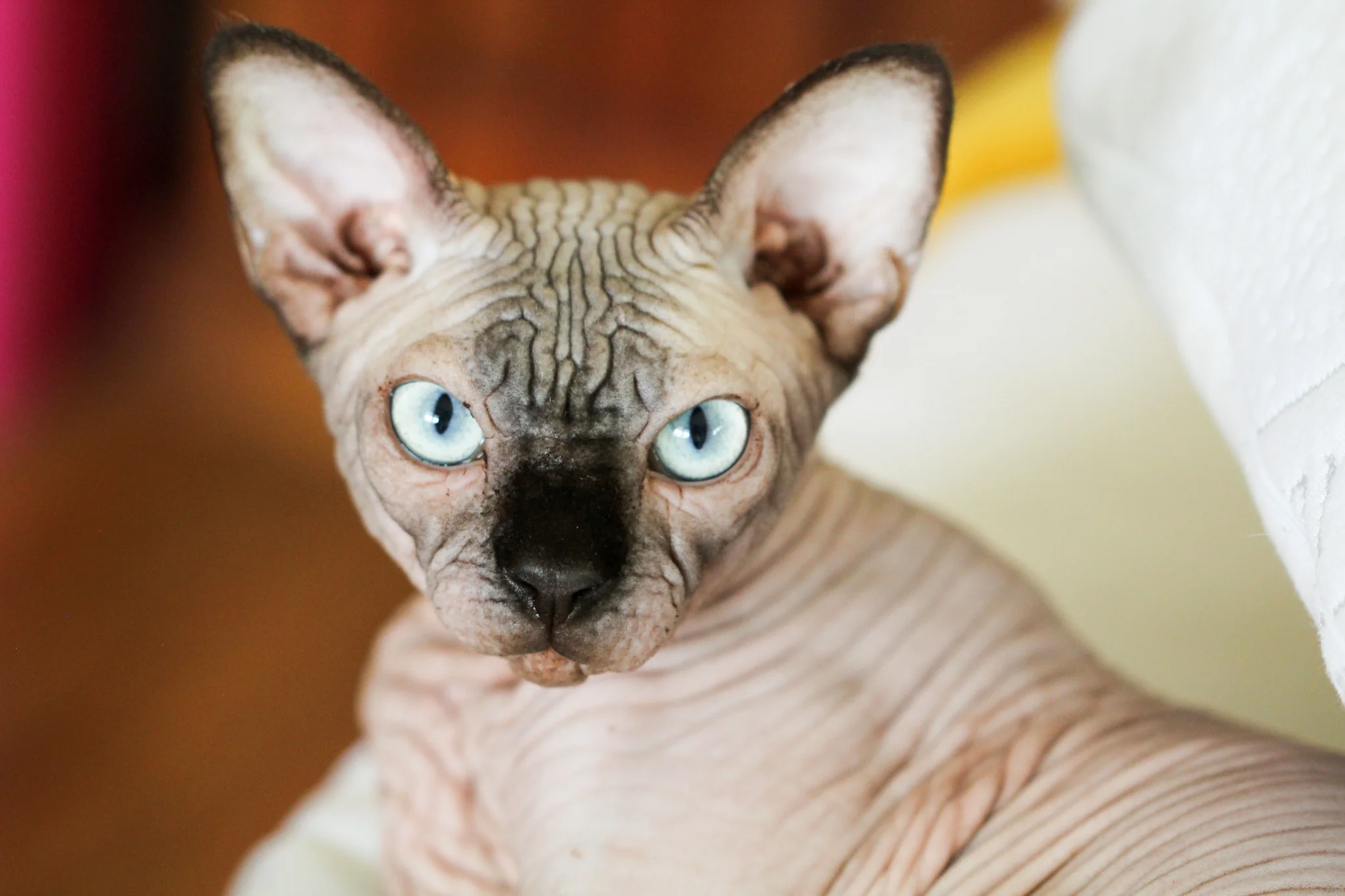 We are Sphynx